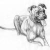 Sketch of the cattle dog. The breed is known as a Black mouth Cur. 