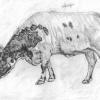 Sketch of Florida Cracker cow, also known as Florida Scrub or Native Cattle. 