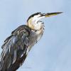 GREAT BLUE I, 12"X12" acrylic on gallery wrapped canvas.  PRICE: $198. The Great Blue heron is gazing aloft on the shore of Anna Maria Island. SOLD