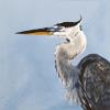 GREAT BLUE II, 12"X12" acrylic on gallery wrapped canvas, This breeze caught this Great Blue Heron's crest. SOLD