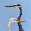 GREAT BLUE AND WHITE, 12"x12", acrylic on gallery wrapped canvas. SOLD. Great Blue and White Herons are not usually together. These two were standing on the rocks on the north shore of Anna Maria Island. SOLD