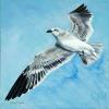 FLYING GULL, 24"x24" acrylic on gallery wrapped canvas. PRICE: $550. At the beach look up, these laughing gulls are always soaring above. 
