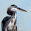 Great Blue V, 12"x12" acrylic  on canvas  PRICE: $198. Great Blue Herons are stately and comical this gentleman is standing on a dune being blown by the wind. 