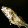 CAUGHT IN THE SURF: REDFISH, 24"X24" acrylic on canvas, SOLD During the summer the Redfish move along the shore to eat and spawn. Many times they can be seen swimming right in the breaking surf. They follow the bait along the shore and can be caught during high tide. 