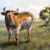 MATILDA ON THE PRAIRIE, $800 (framed) 16"X20" oil on panel; One of the oldest breeds of cattle in the United States. Brought here from Spain in the 1500's, Florida Cracker cattle are a special part of Florida History. 