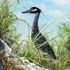 MORNING HUNT,  This elusive Yellow-crowned Night -Heron was hunting in the dunes early one morning on the north shore of Anna Maria Island, FL.  Price: SOLD
