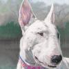 SADIE GIRL, 8"x10" colored pencil on paper. This beautiful Bull Terrier named Sadie sits at the side of the lake intently watching the ducks. Bull Terriers are active, comical and energetic dogs so it was a challenge to get a good and detailed photo to use as reference.  Commissioned $500. 