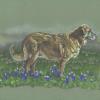 Leonberger, colored pencil