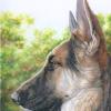 The Shepherd Watching, 8"x10", colored pencil $500, This eight month old German Shepherd is intently watching her master walking  in a local orange grove. 
